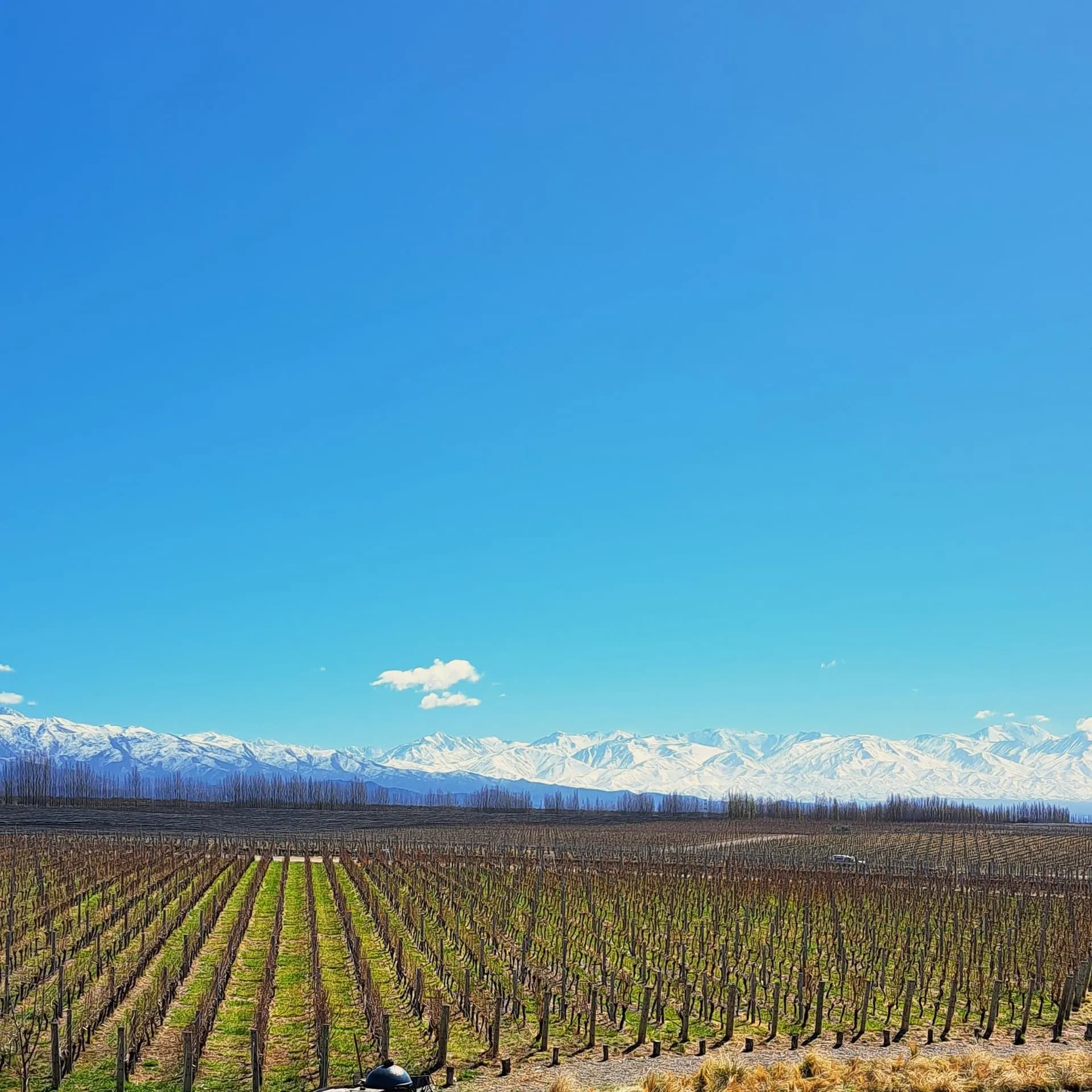 Young vineyard rows with a line of snowy mountains on the horizon