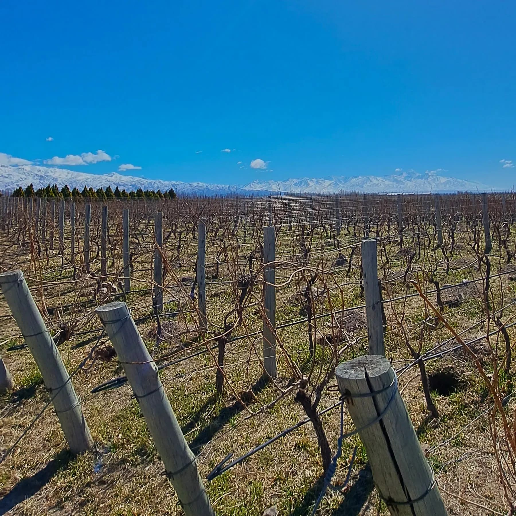 Bare winter vines and wooden posts with distant snowy peaks