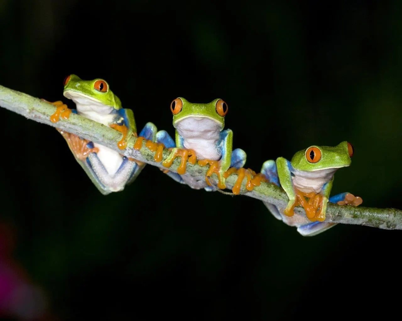 Three red-eyed tree frogs lined up on a thin branch