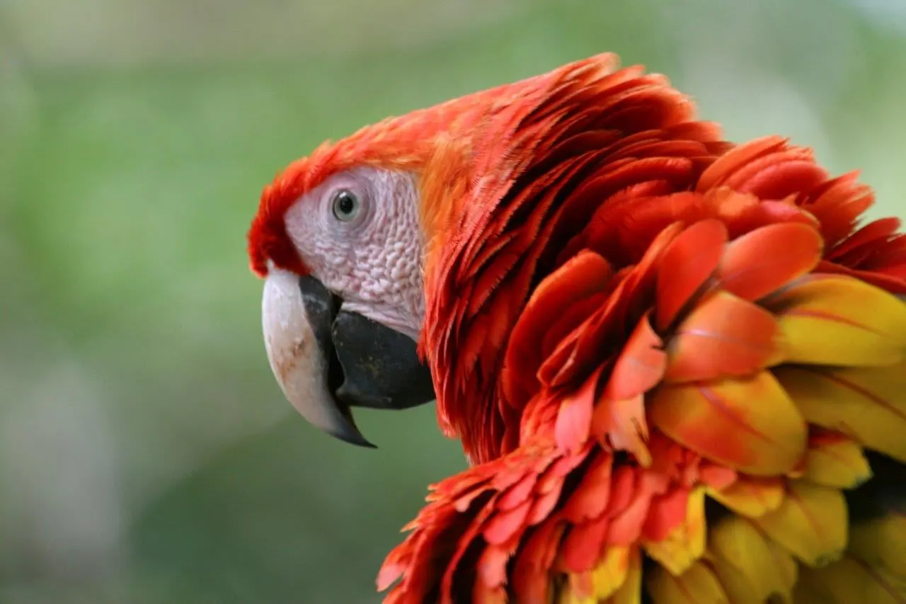 A scarlet macaw with red, yellow and orange feathers