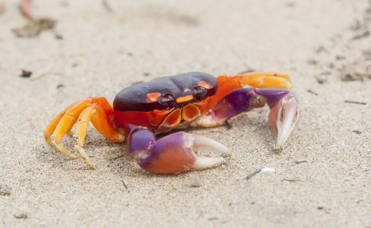 A red and purple crab on pale sand