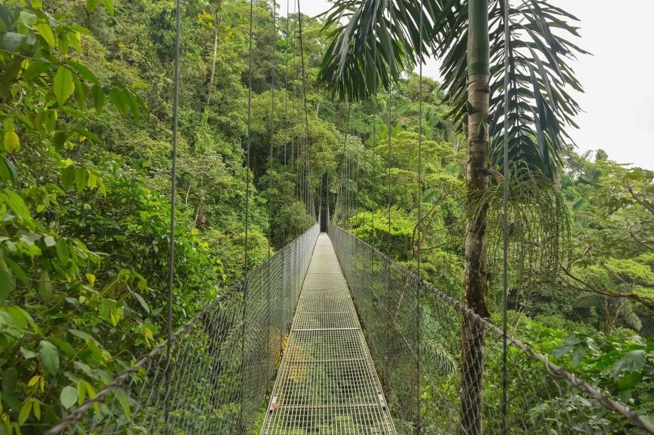 A long hanging bridge crossing the rainforest canopy
