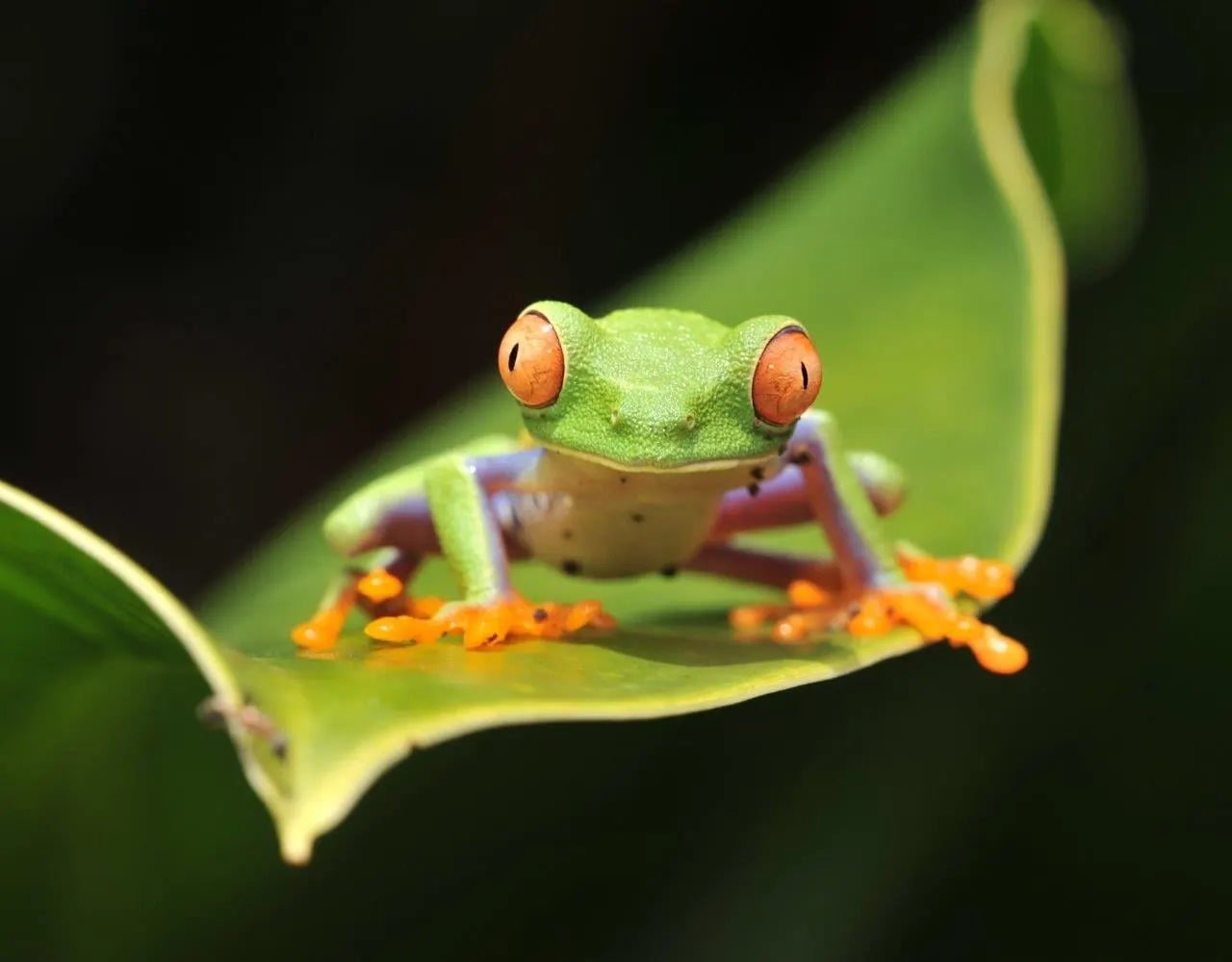 A red-eyed tree frog sitting on a curled green leaf