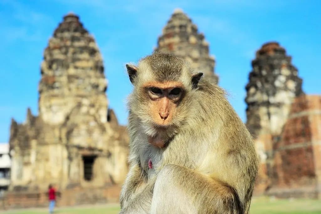 Lopburi and the hills of Khao Kho