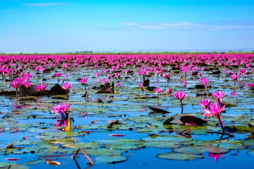 Pink water lilies stretching across a lake in northeast Thailand