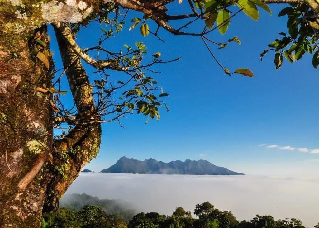 A mountain rising above a sea of cloud, framed by a mossy tree in northern Thailand