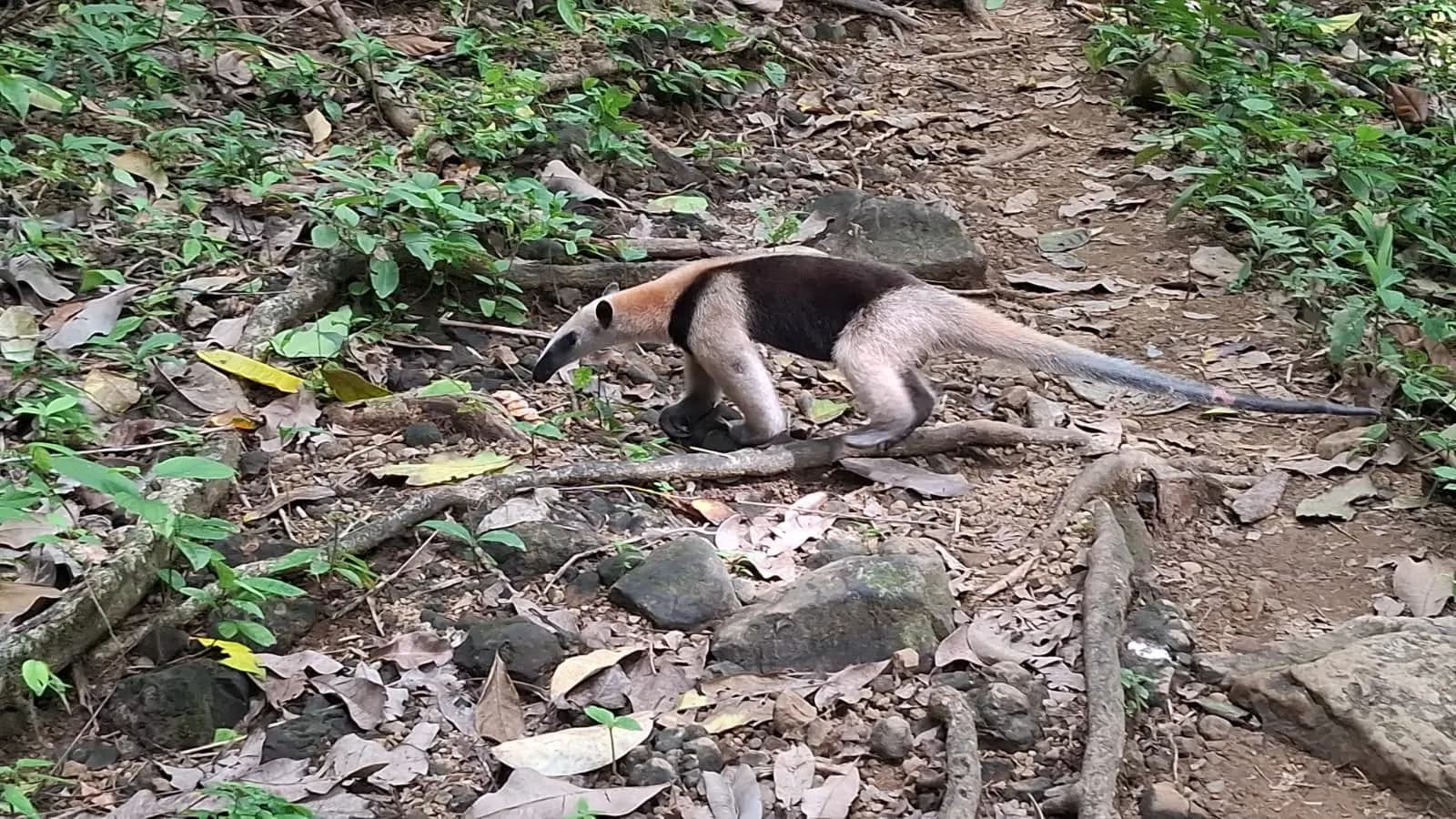 An anteater walking across the leaf litter of the forest floor