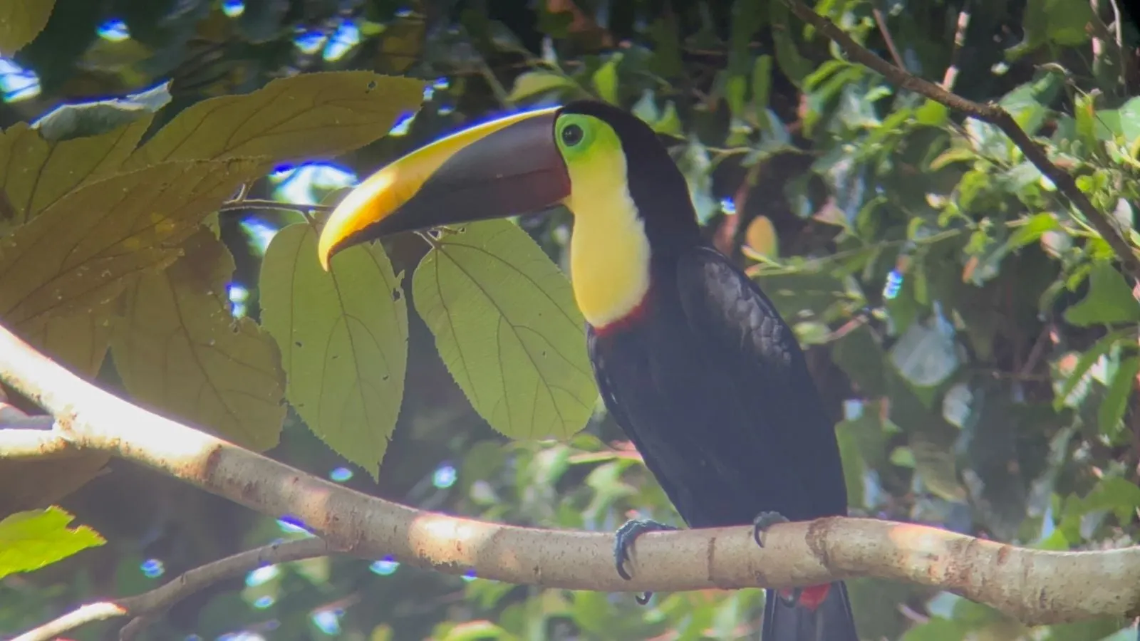 A toucan with a yellow and brown bill on a branch in the forest
