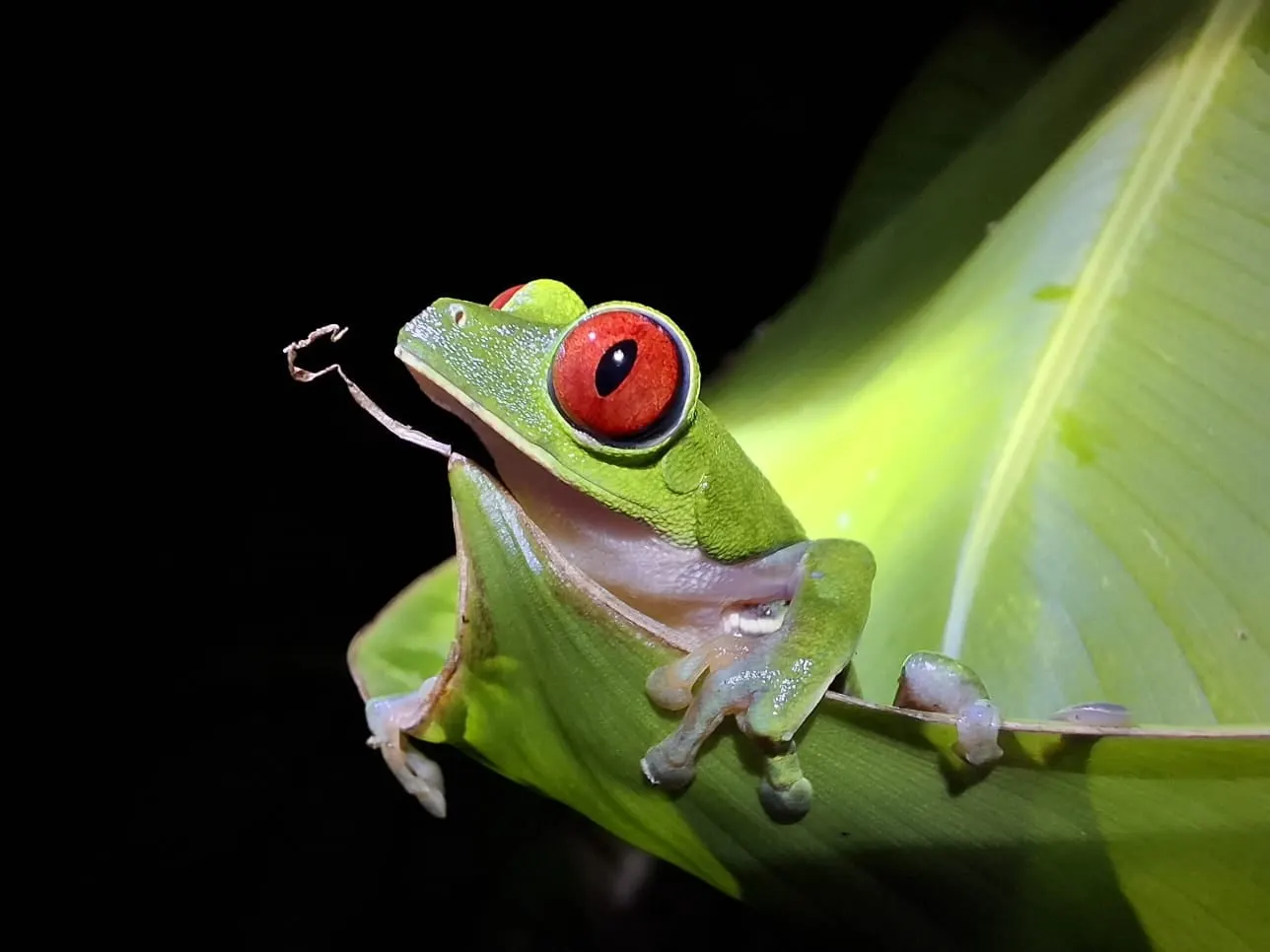 A red-eyed tree frog resting on a green leaf