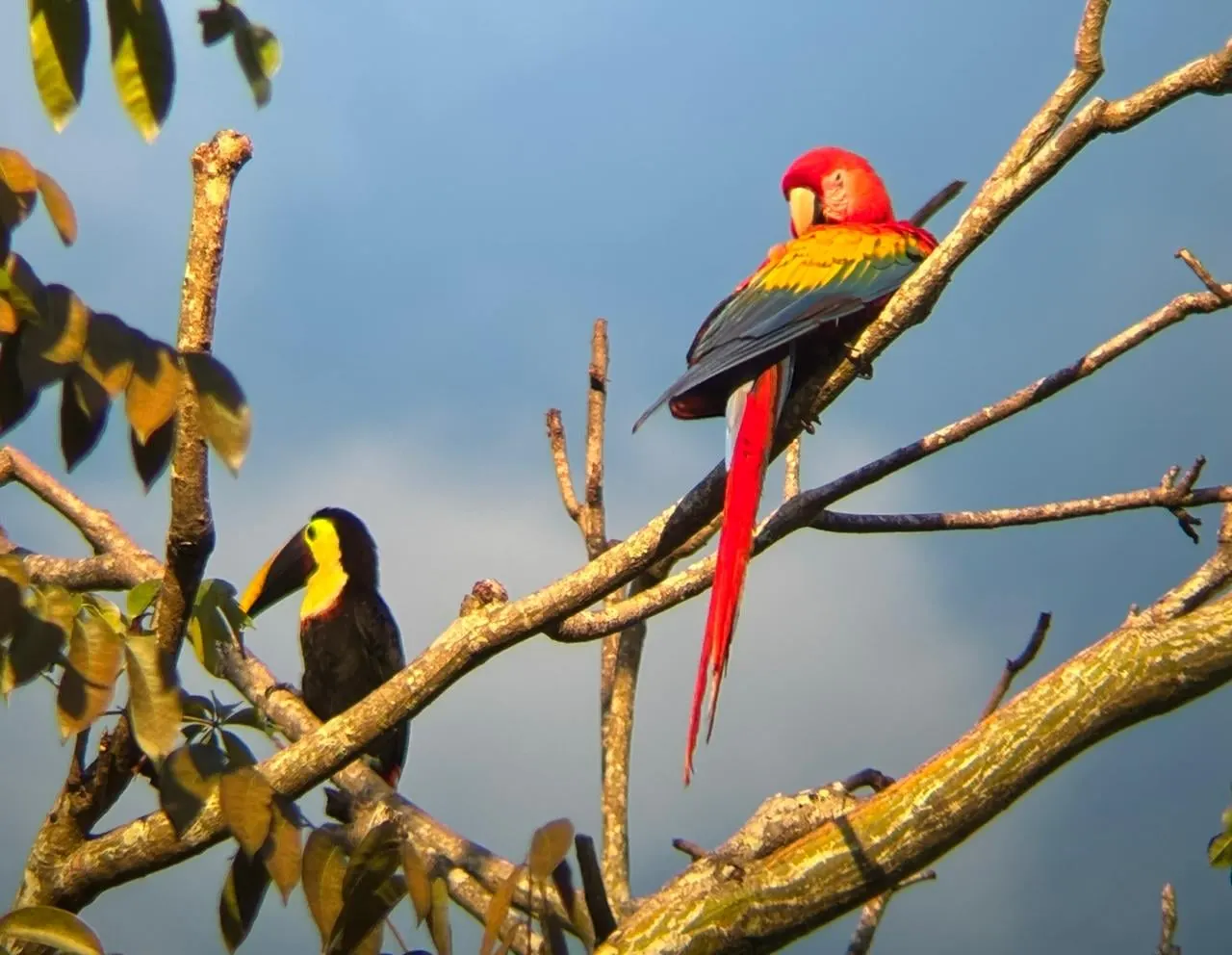 A scarlet macaw and a toucan perched on bare branches