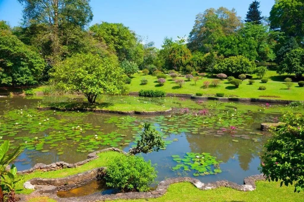 A lily pond surrounded by lawns and tropical trees in a botanical garden