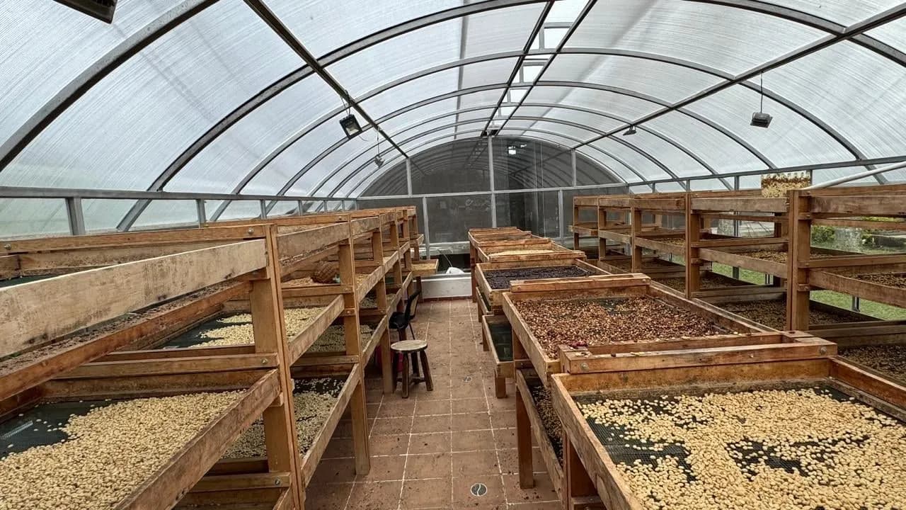 Coffee beans drying on wooden beds under a curved greenhouse roof