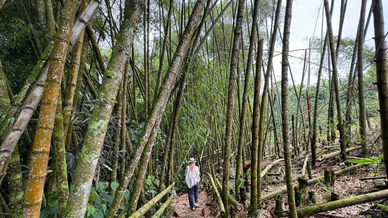 A walker on a path through a tall guadua bamboo forest