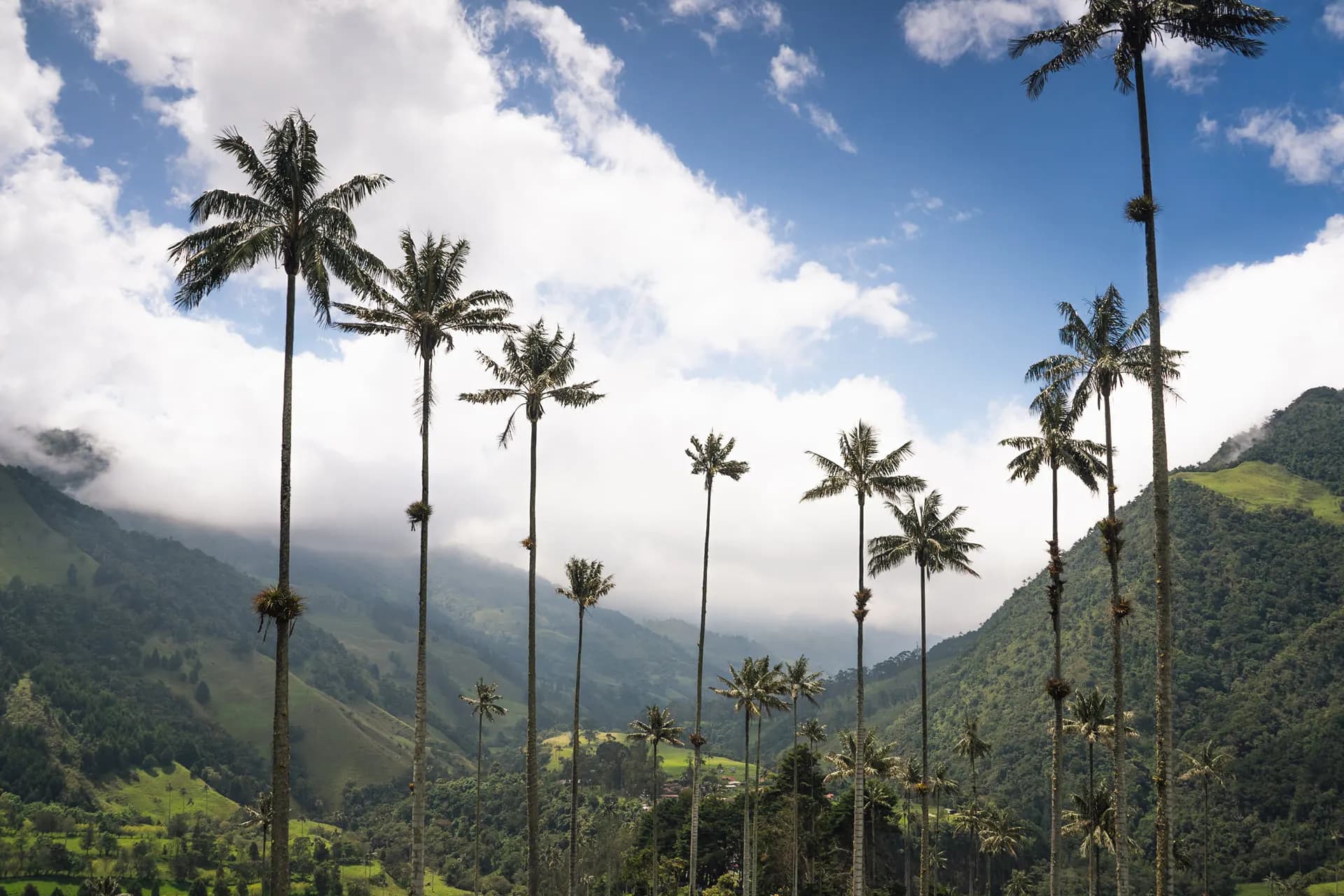 Wax palms rising above a mountain valley under a blue sky with cloud