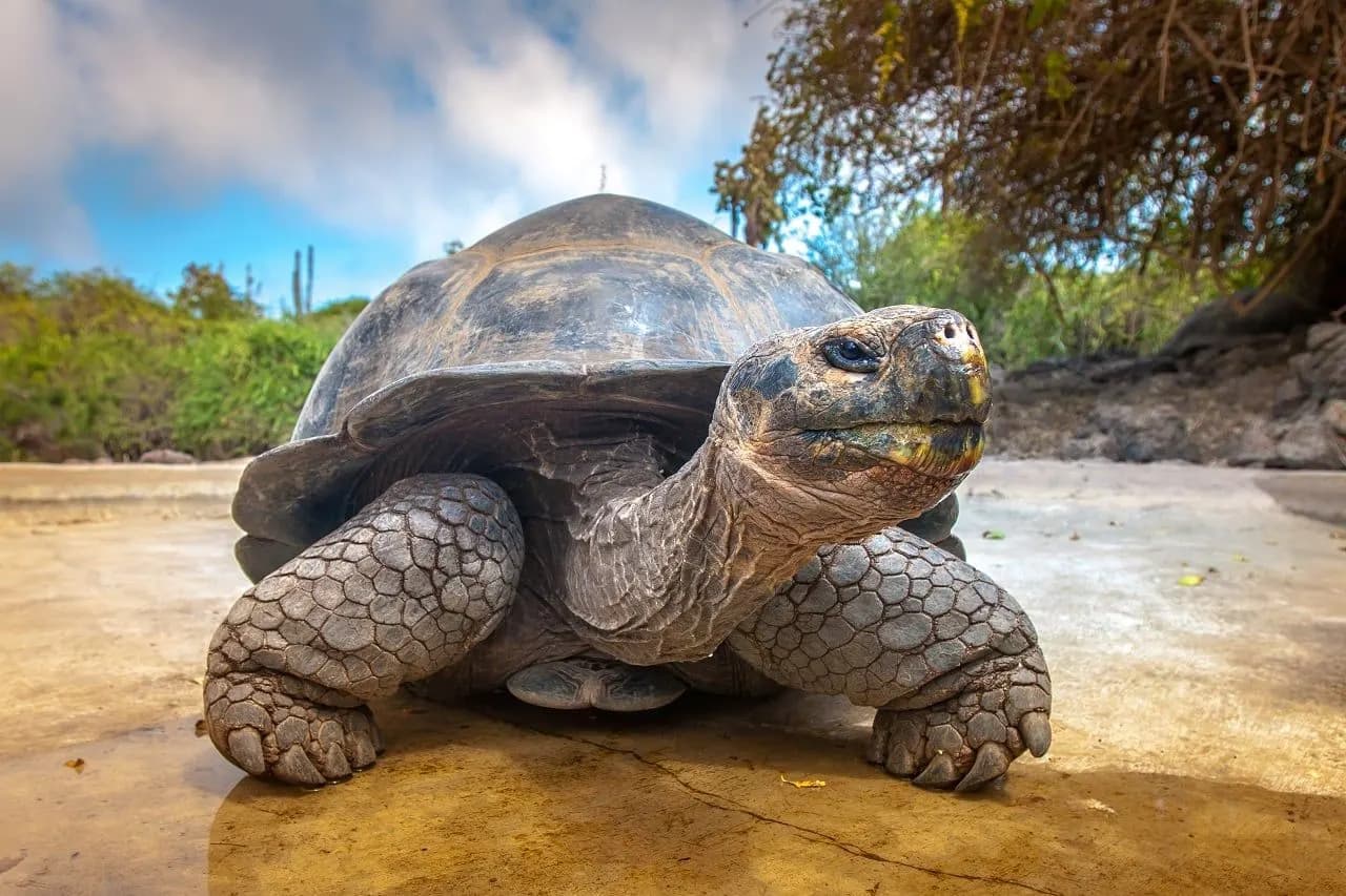 A Galápagos giant tortoise on a path in the highlands