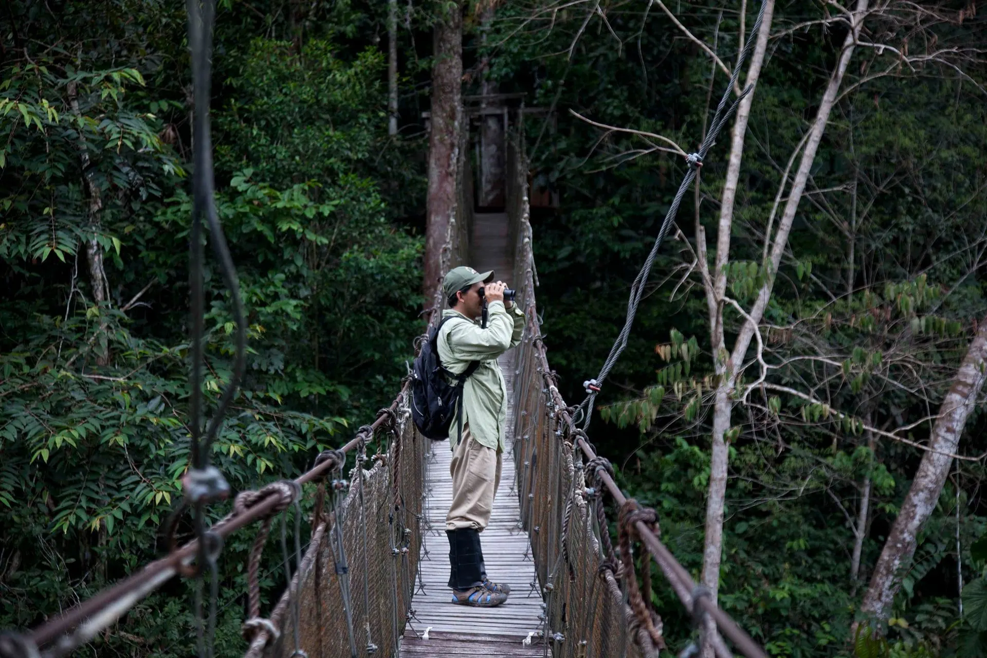 A walker on a rope hanging bridge among rainforest trees