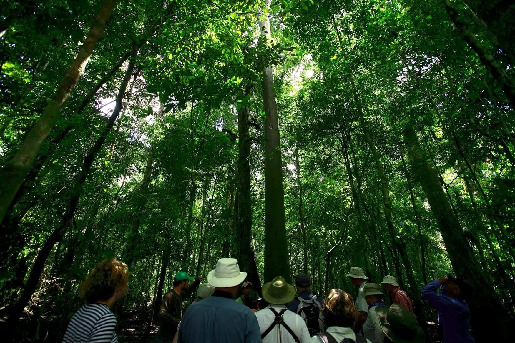 A group walking beneath tall trees in the Amazon rainforest