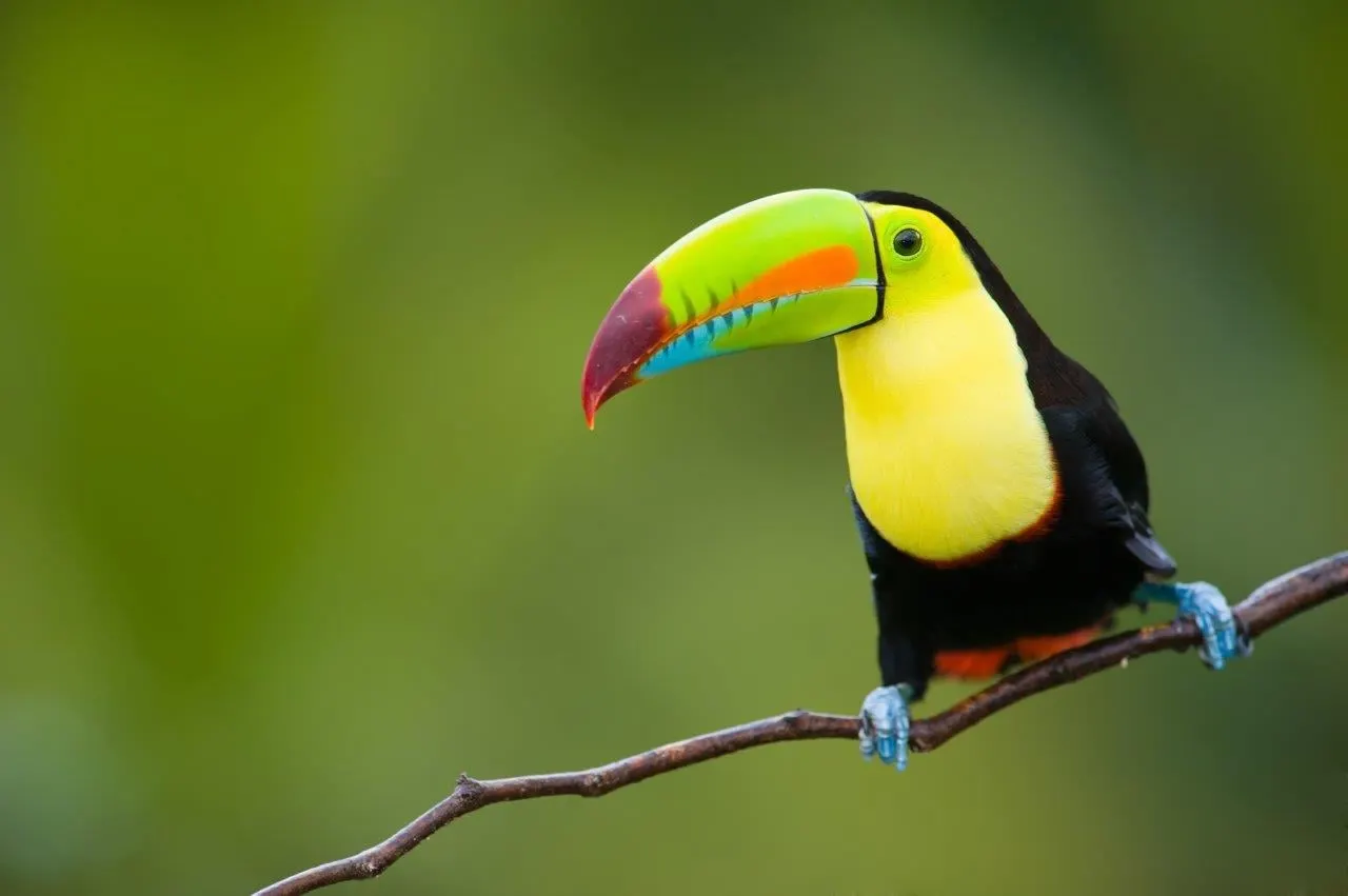 A keel-billed toucan with a rainbow beak perched on a branch