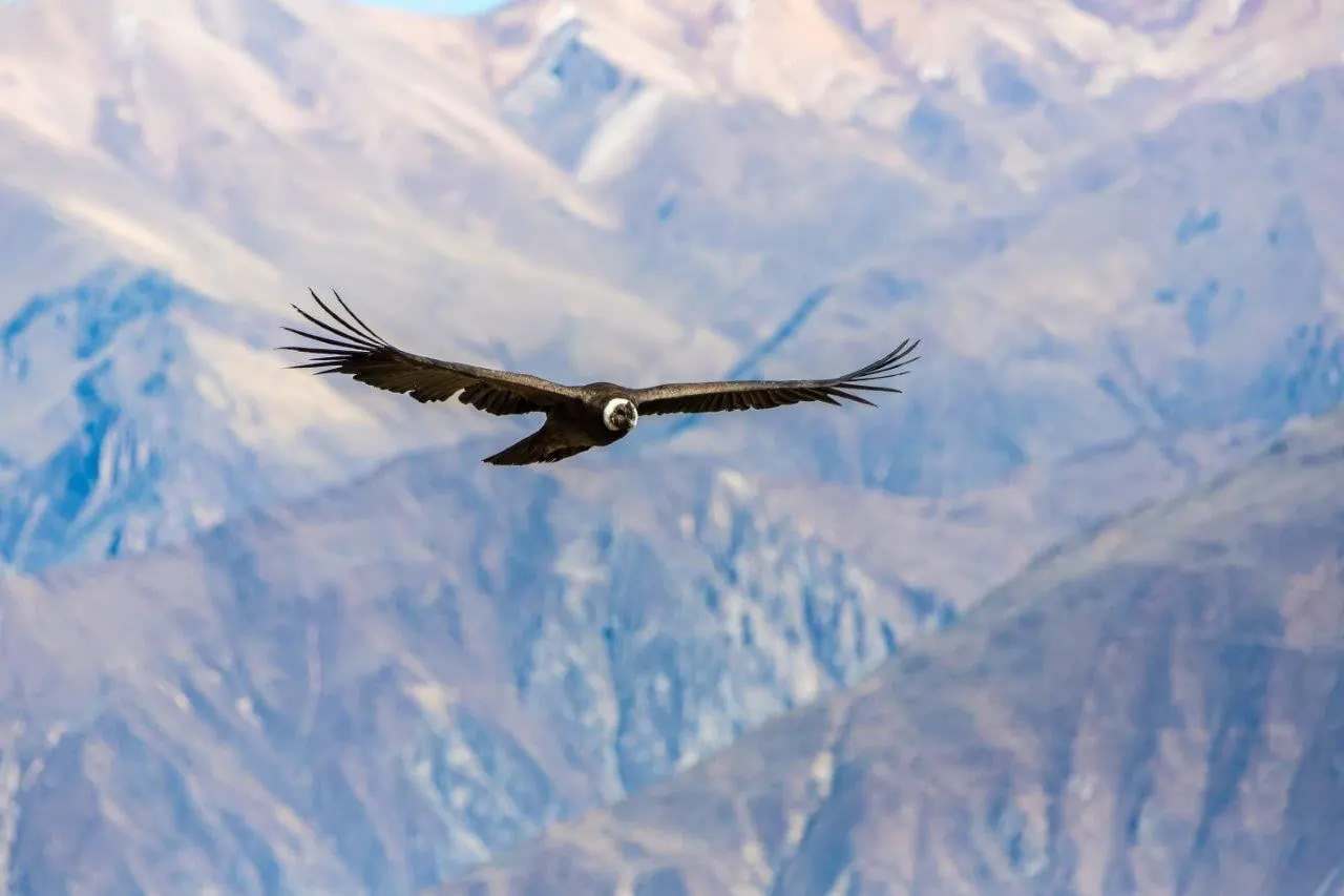 An Andean condor gliding above a canyon