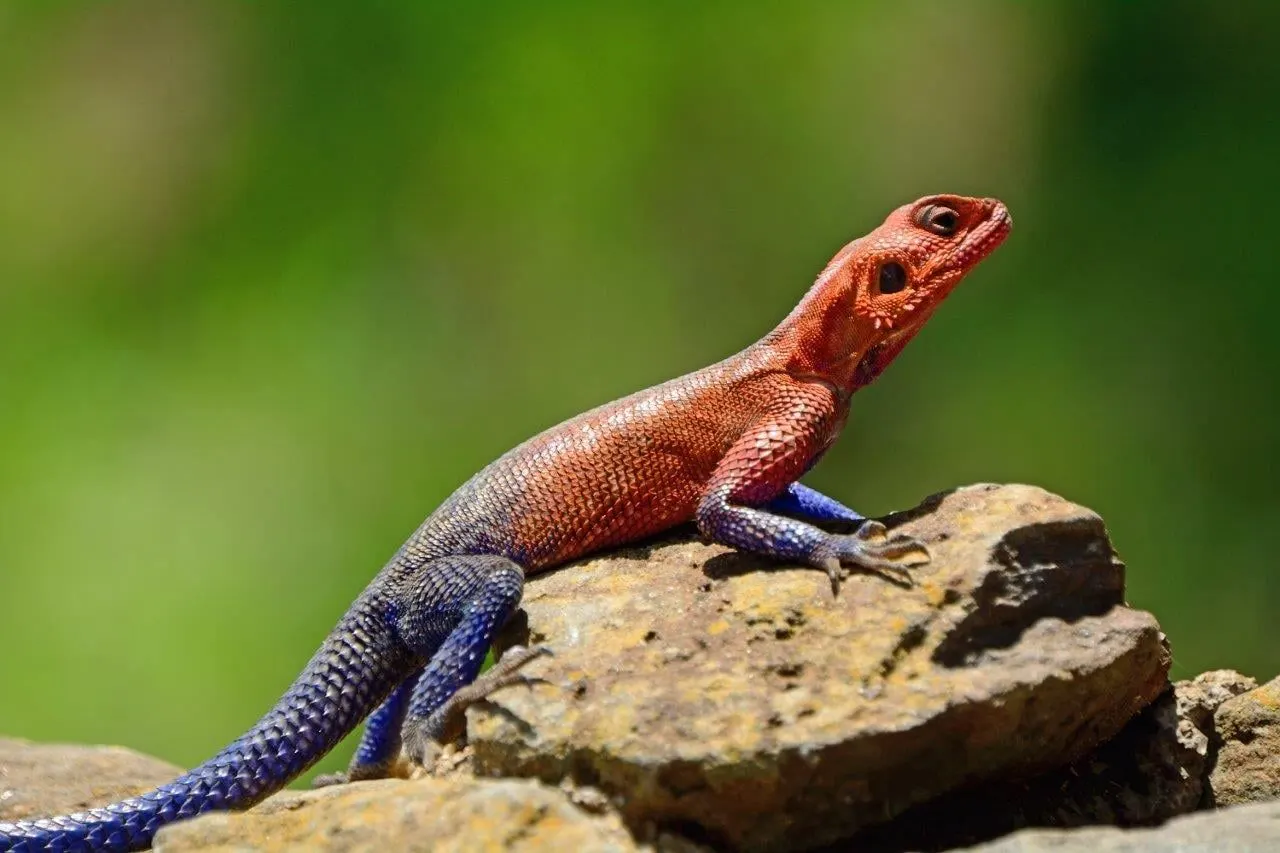 A red-headed agama lizard on a rock