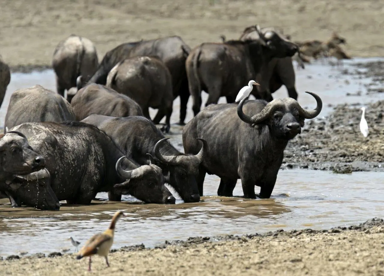 Cape buffalo standing in a shallow river with a bird at the edge