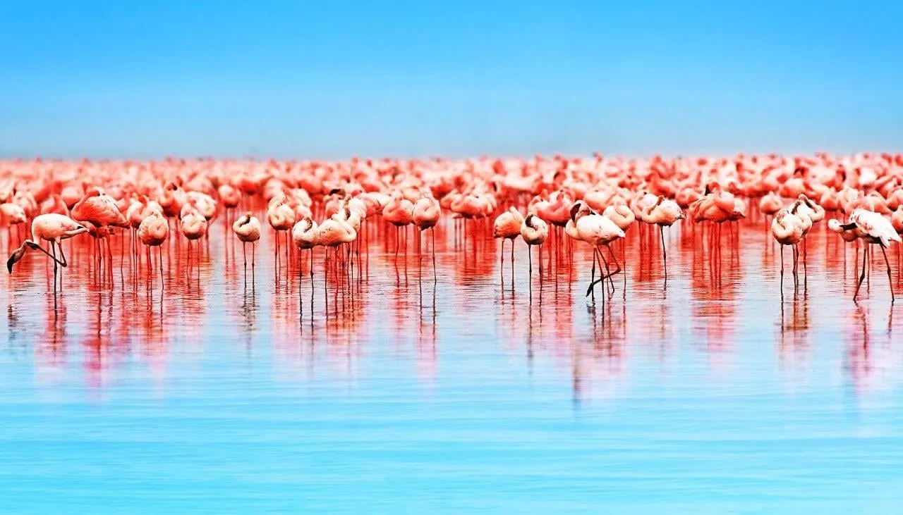 Pink flamingos crowded in the shallows of a turquoise lake