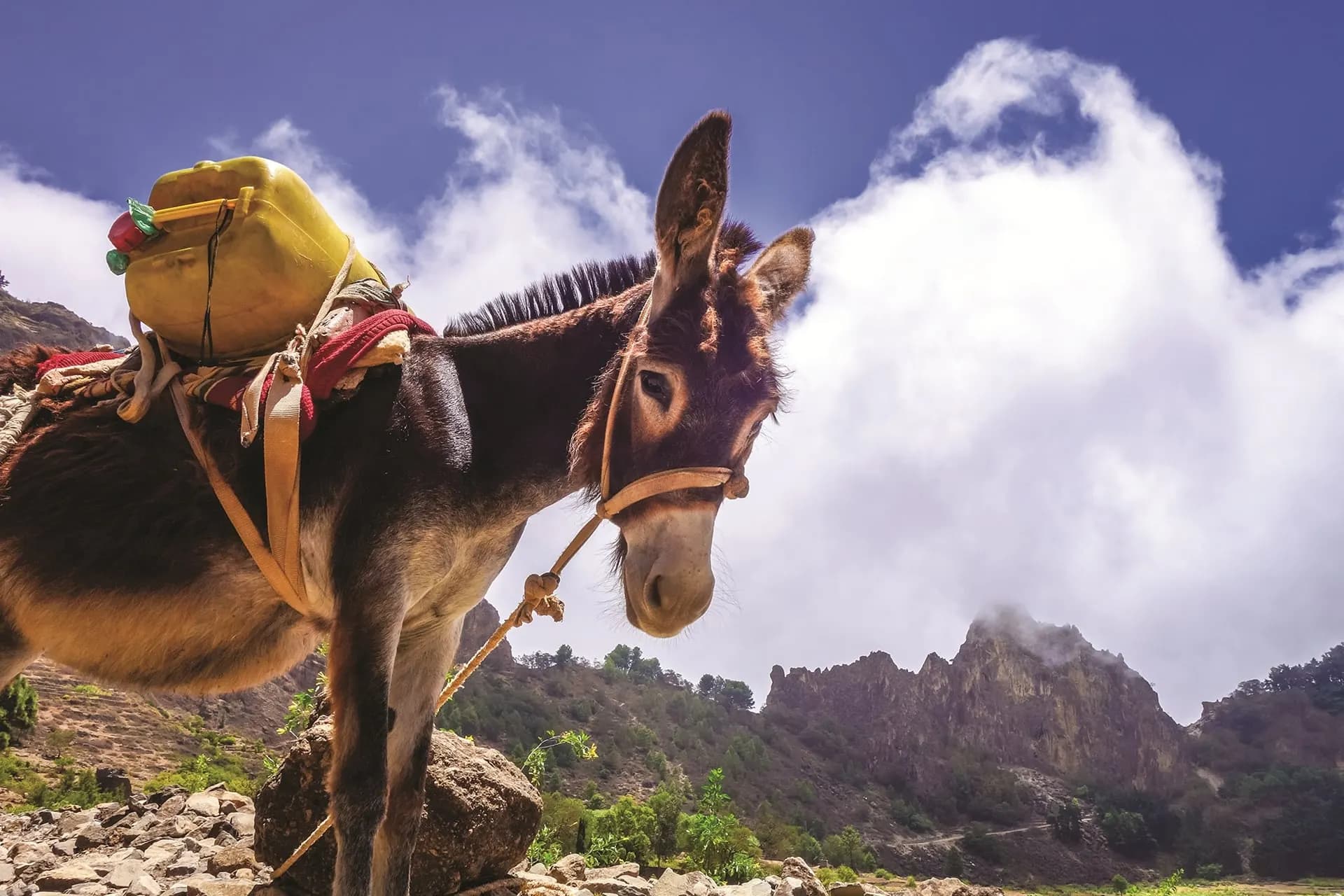 A donkey carrying a load on a mountain track under white clouds