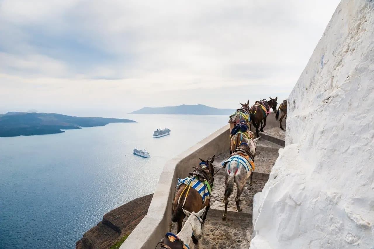 Donkeys on the steps down the caldera cliff, with ships in the bay