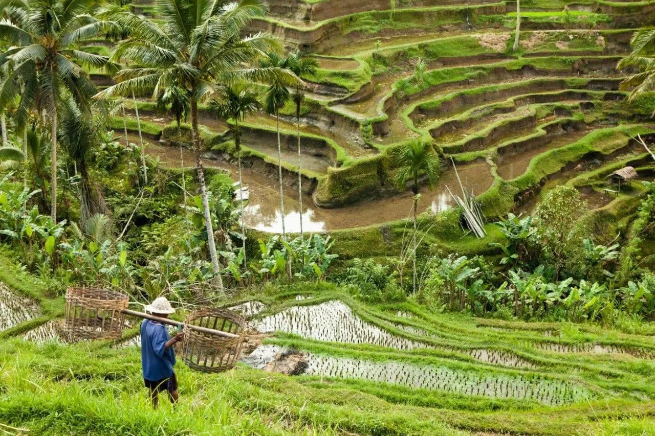 A farmer carrying baskets on a pole across terraced rice fields