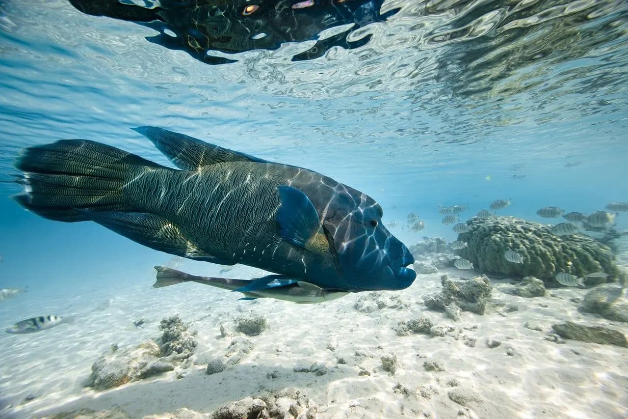 A large wrasse swimming over coral in clear, shallow water