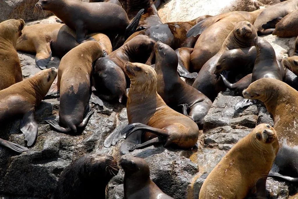 Sea lions crowded on the rocks of the Palomino Islands