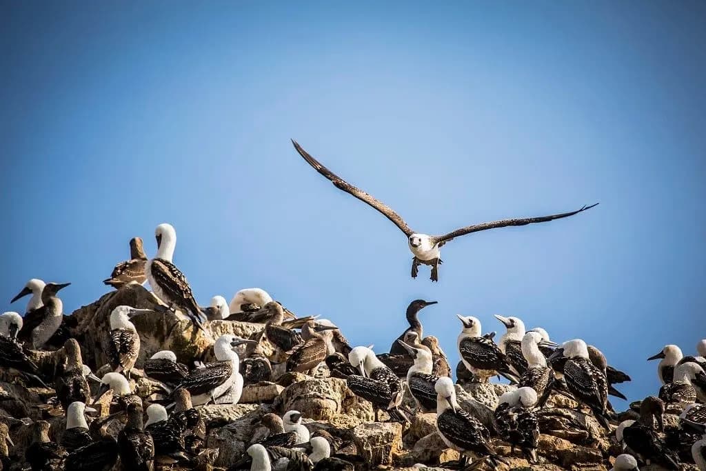 Seabirds crowding the rocks of the Ballestas Islands, with one in flight