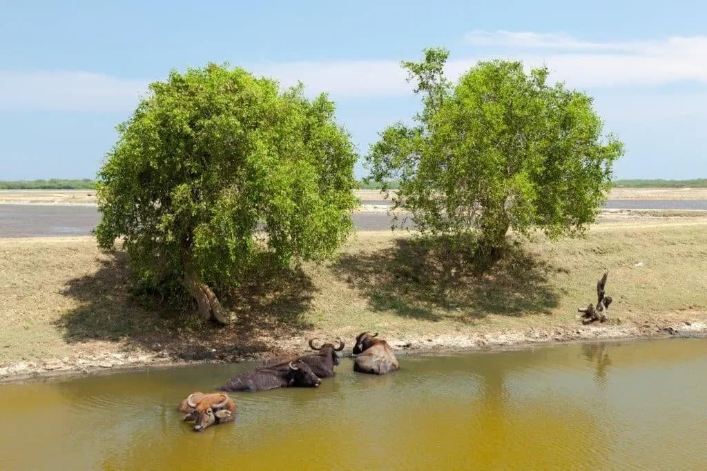 Water buffalo wallowing in a pool below two green trees