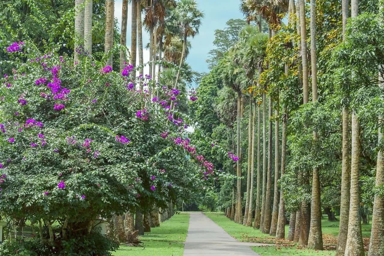A path through an avenue of tall palms and flowering shrubs at Peradeniya