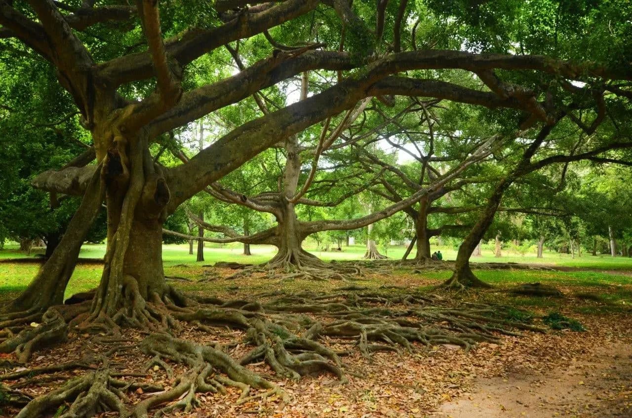 Spreading fig trees with twisting roots on a garden lawn