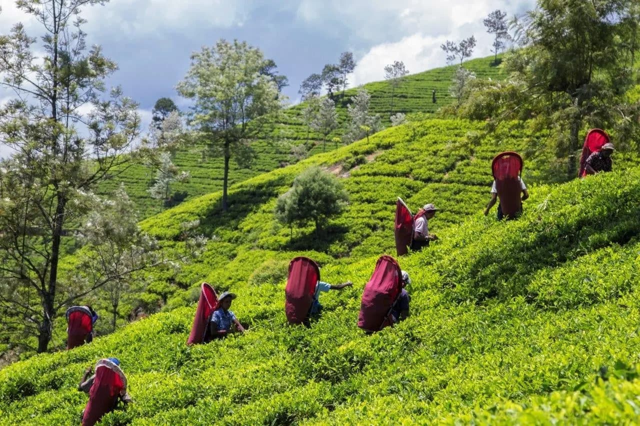 Tea pluckers carrying baskets across a green tea slope
