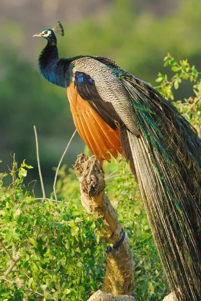 A peacock perched on a dead branch with its long tail hanging down
