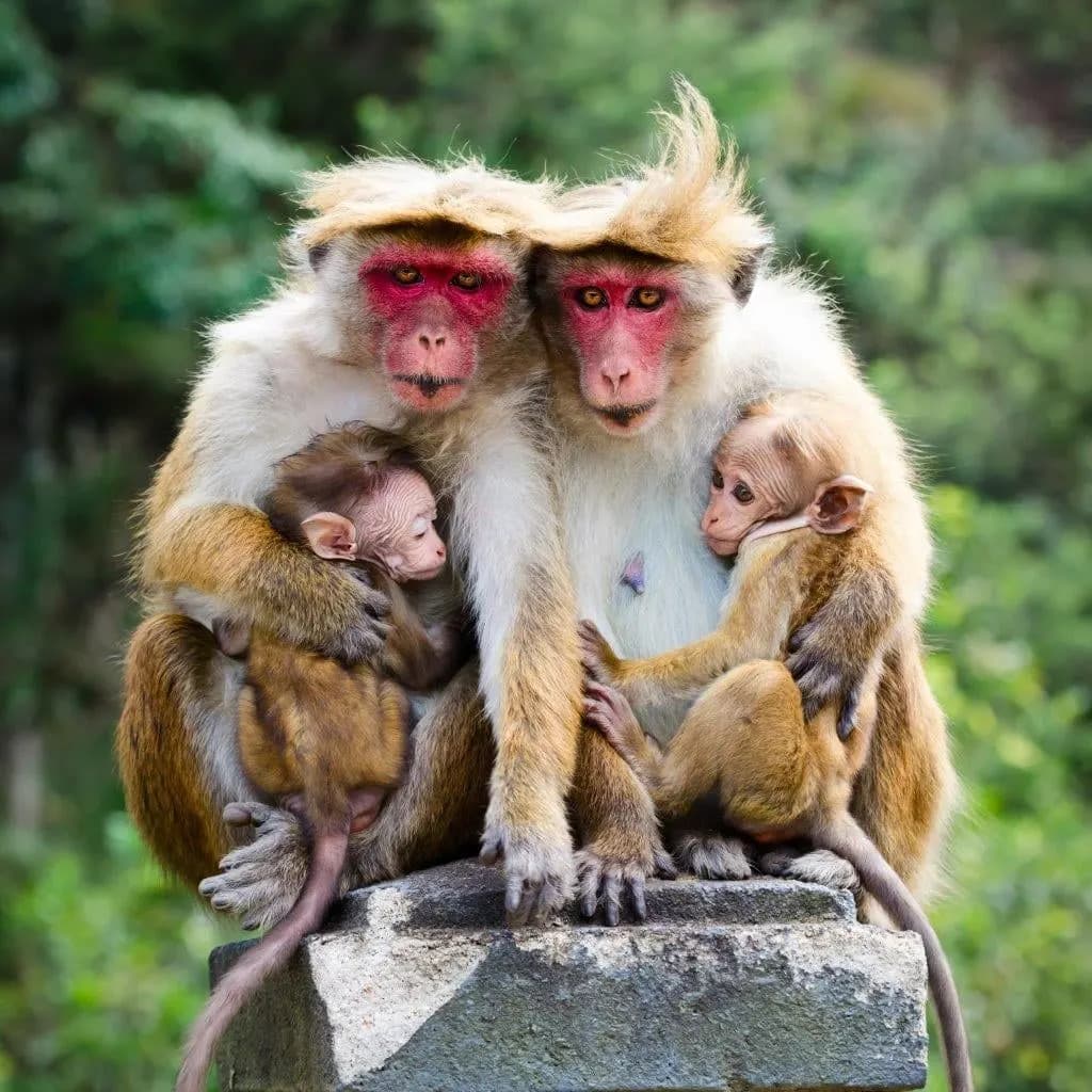 Two toque macaques holding their babies, perched on a post