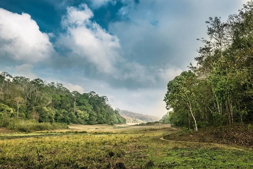 A grassy clearing ringed by forest under a cloudy sky in Periyar