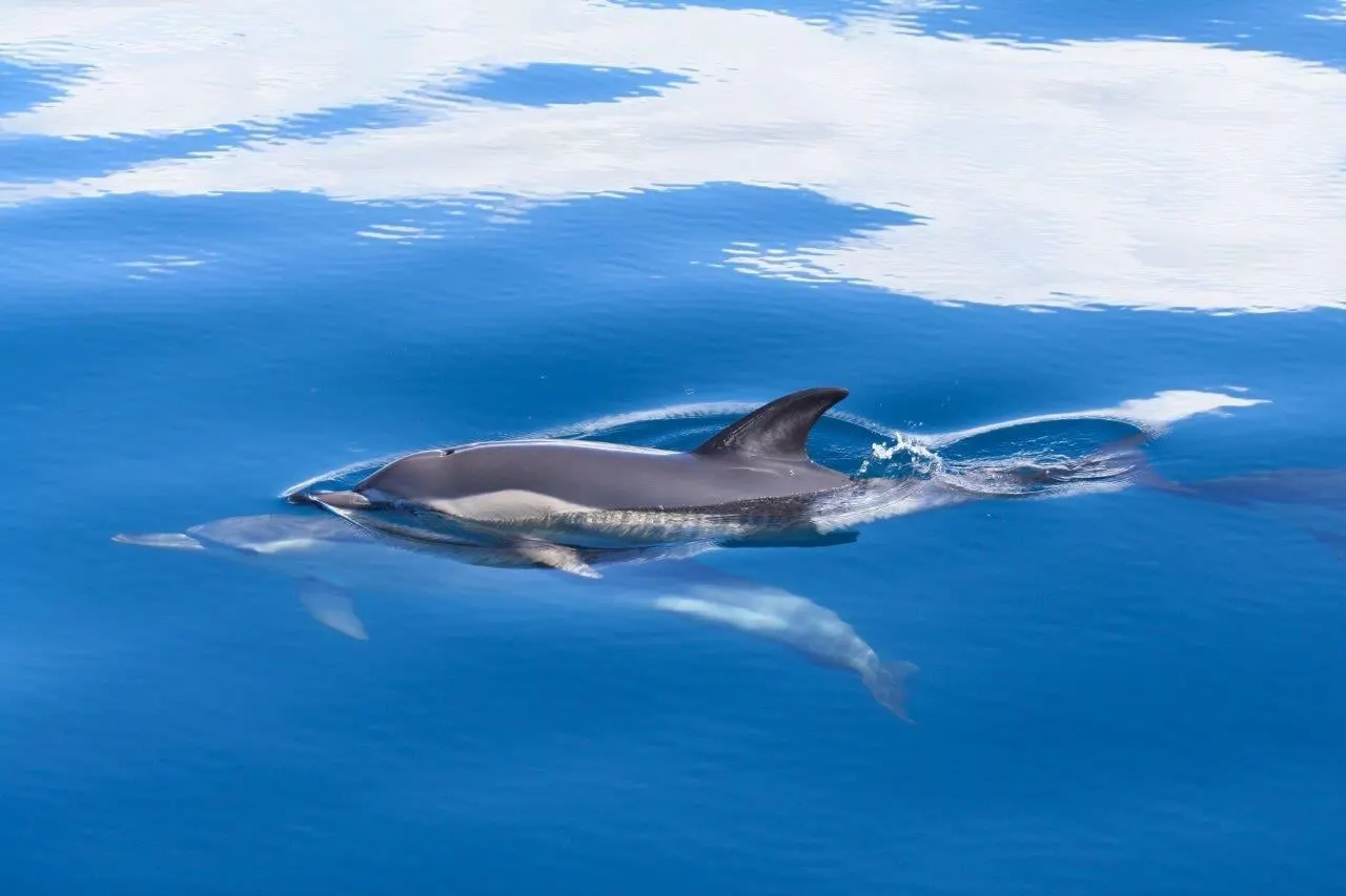 A dolphin surfacing in calm blue water