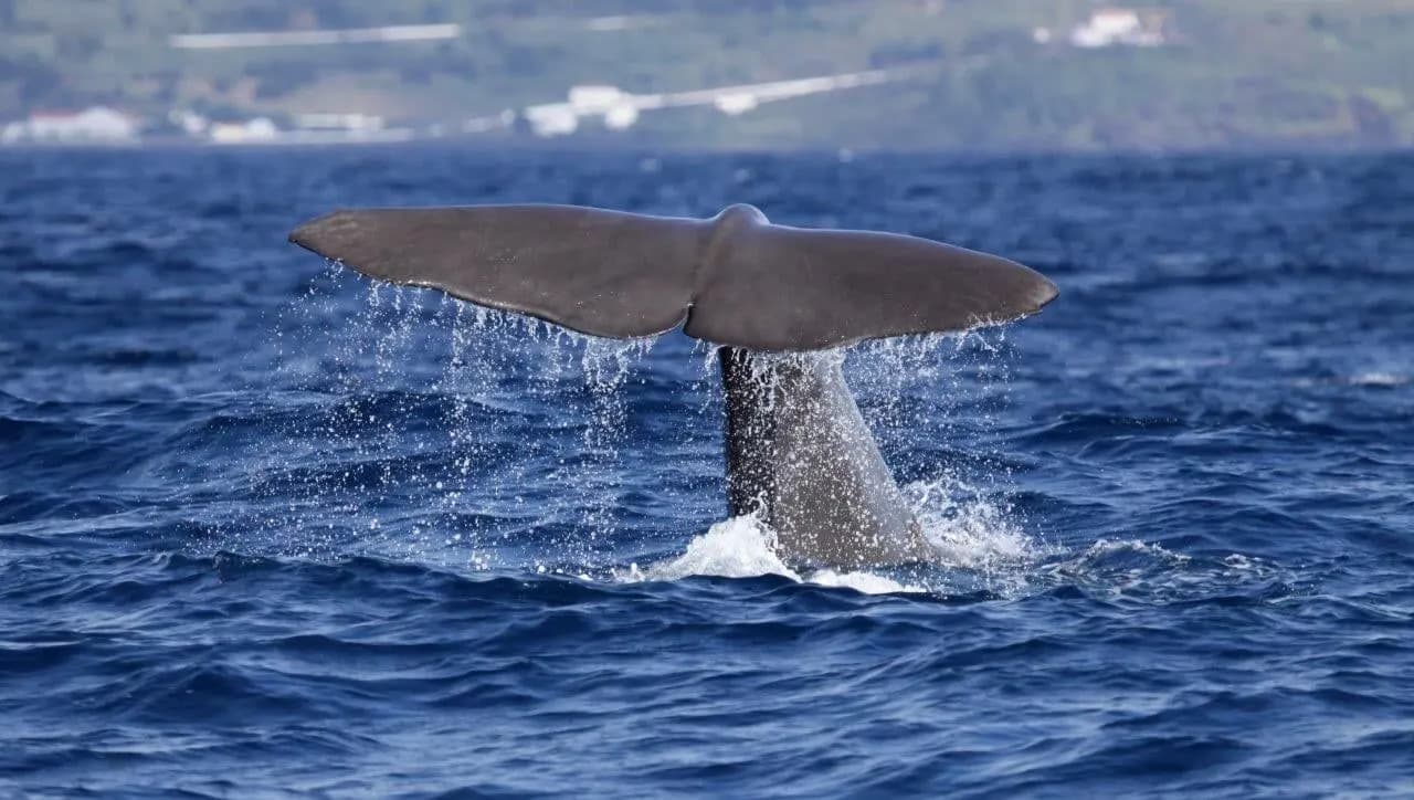 A whale's tail lifting out of the deep blue Atlantic