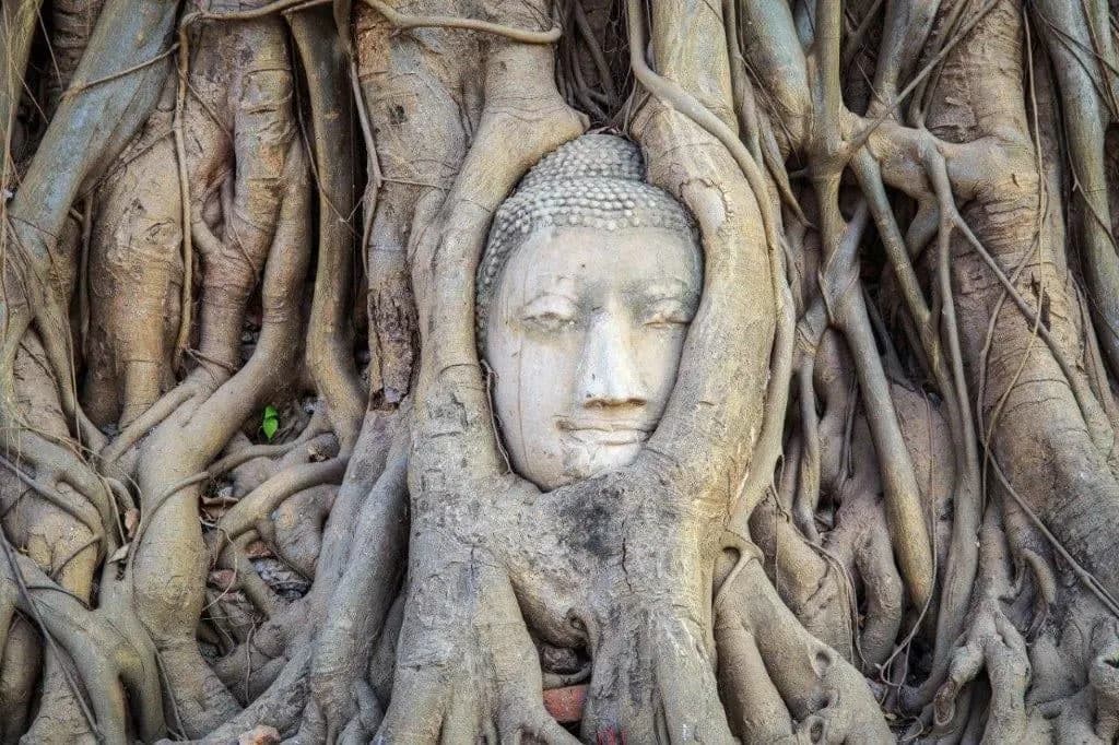 A stone Buddha head held in the roots of a tree