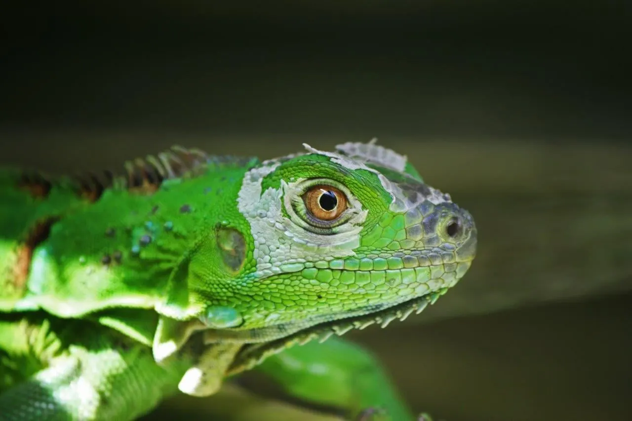 Close view of a green iguana's head and eye
