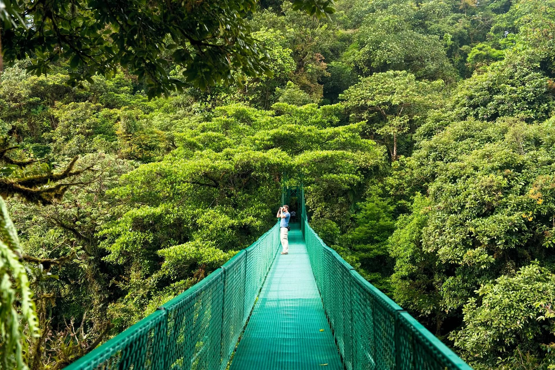 A green hanging bridge across the cloud forest canopy