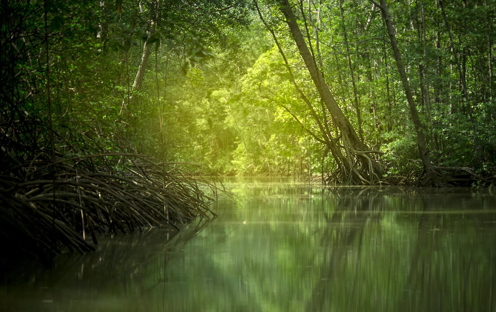 A still green channel through mangrove forest