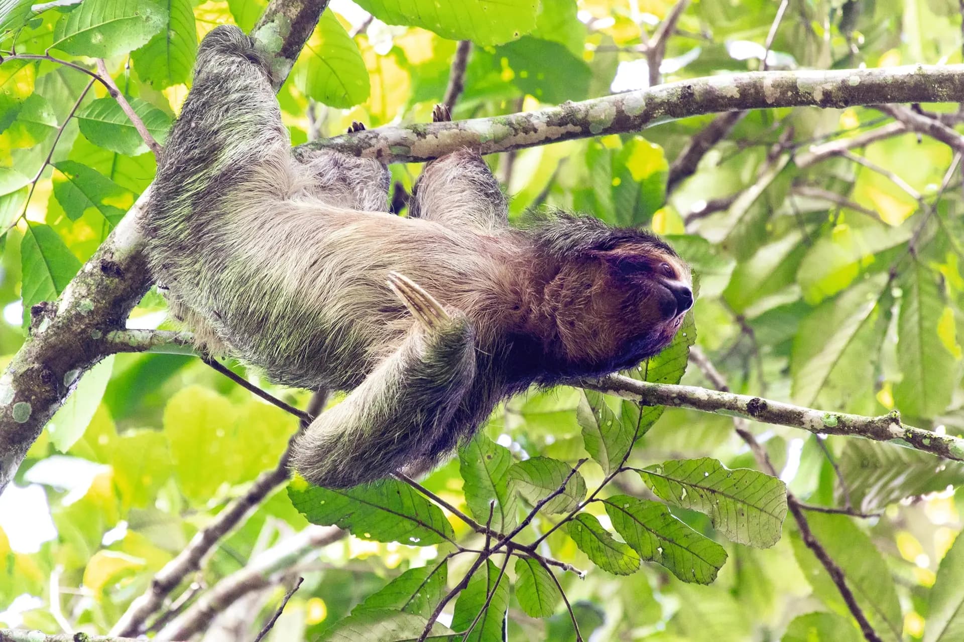 A sloth hanging from a branch among green leaves