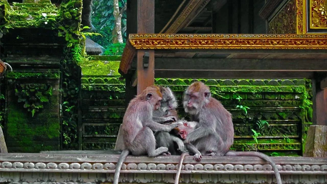 Long-tailed macaques grooming on a carved stone wall in the Ubud monkey forest
