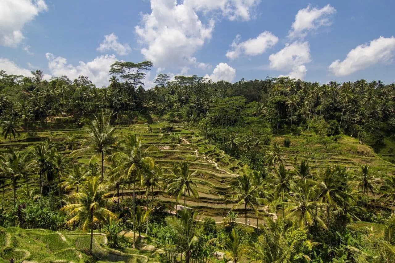A valley of rice terraces and coconut palms under a bright sky near Ubud