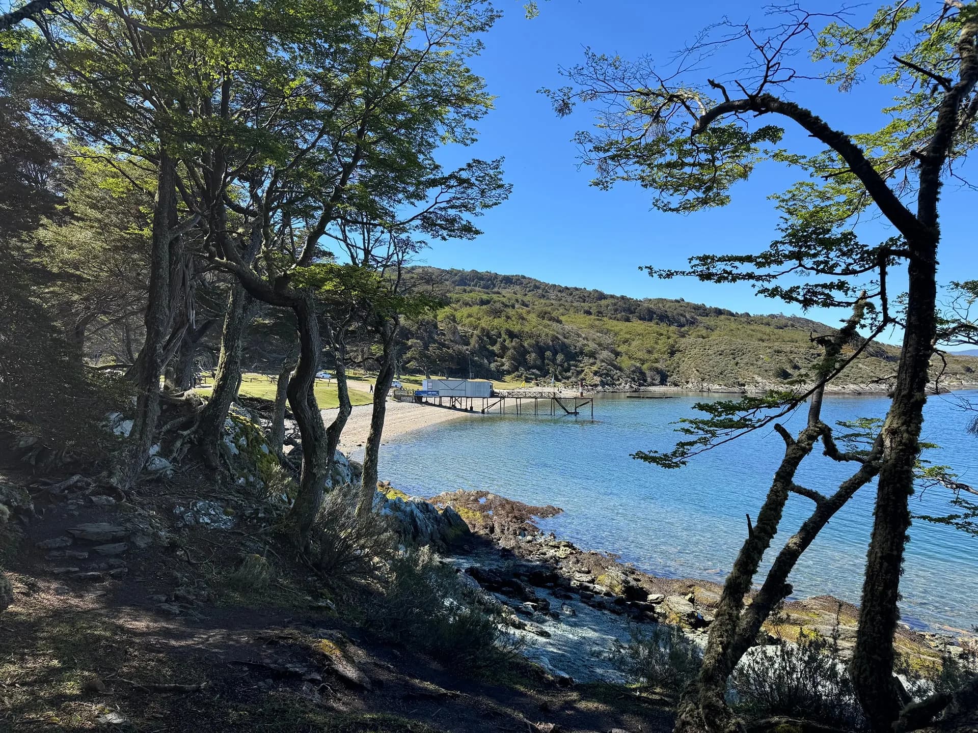 Twisted trees framing a quiet cove of clear blue water