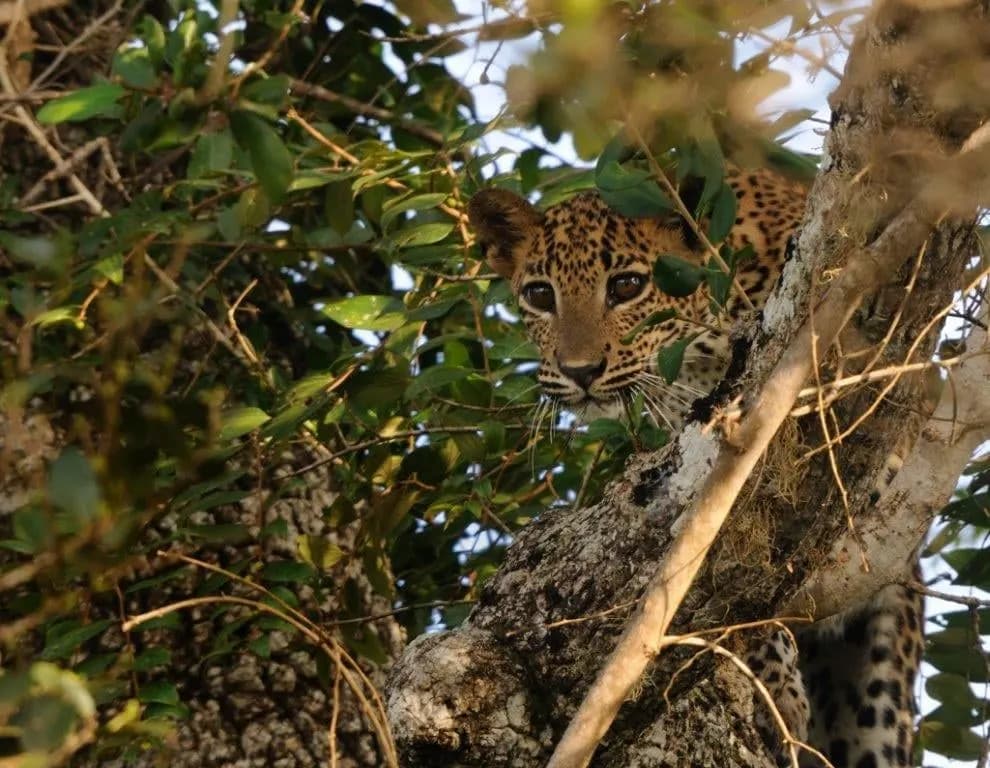 A young leopard peering out from the branches of a tree